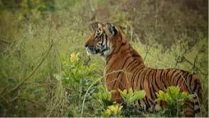 Jim Corbett National Park